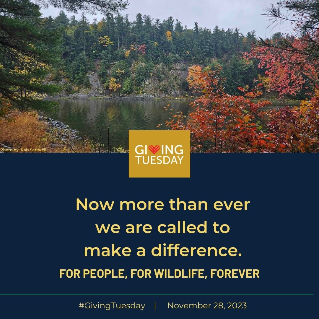 Red Lake Preserve in the fall with wording for Giving Tuesday on November 28, 2023
