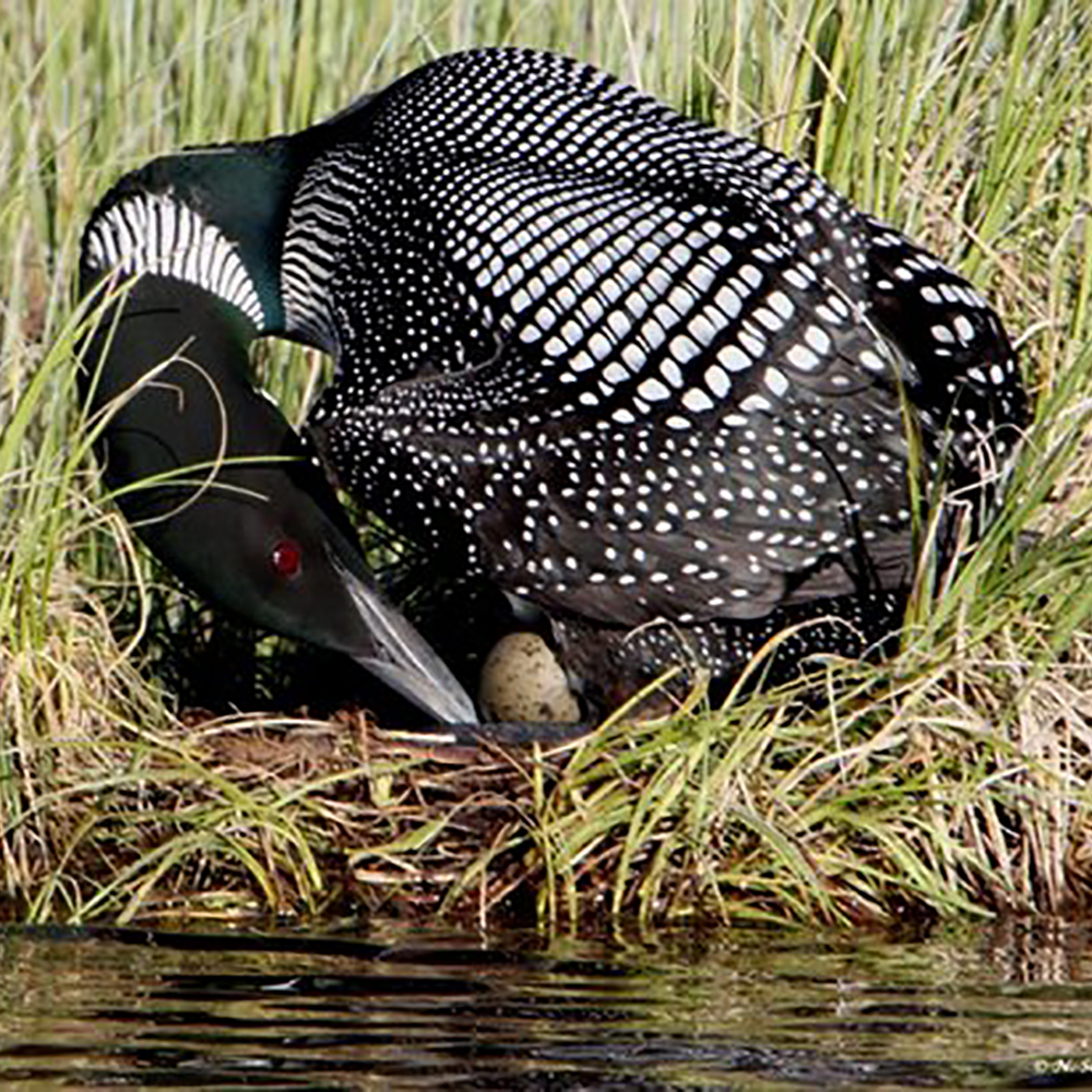 Loon sitting on nest moving egg