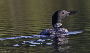 Loon Photo in the Wild