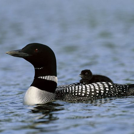 Loon swimming with chick on its back