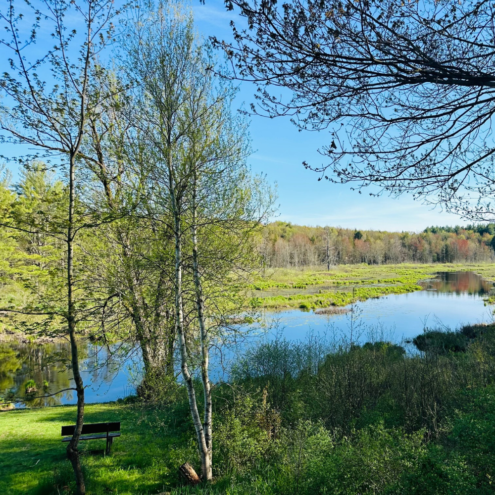 Baker Wood Preserve By Butterfly Photography Bench overlooking lake with green grass and trees