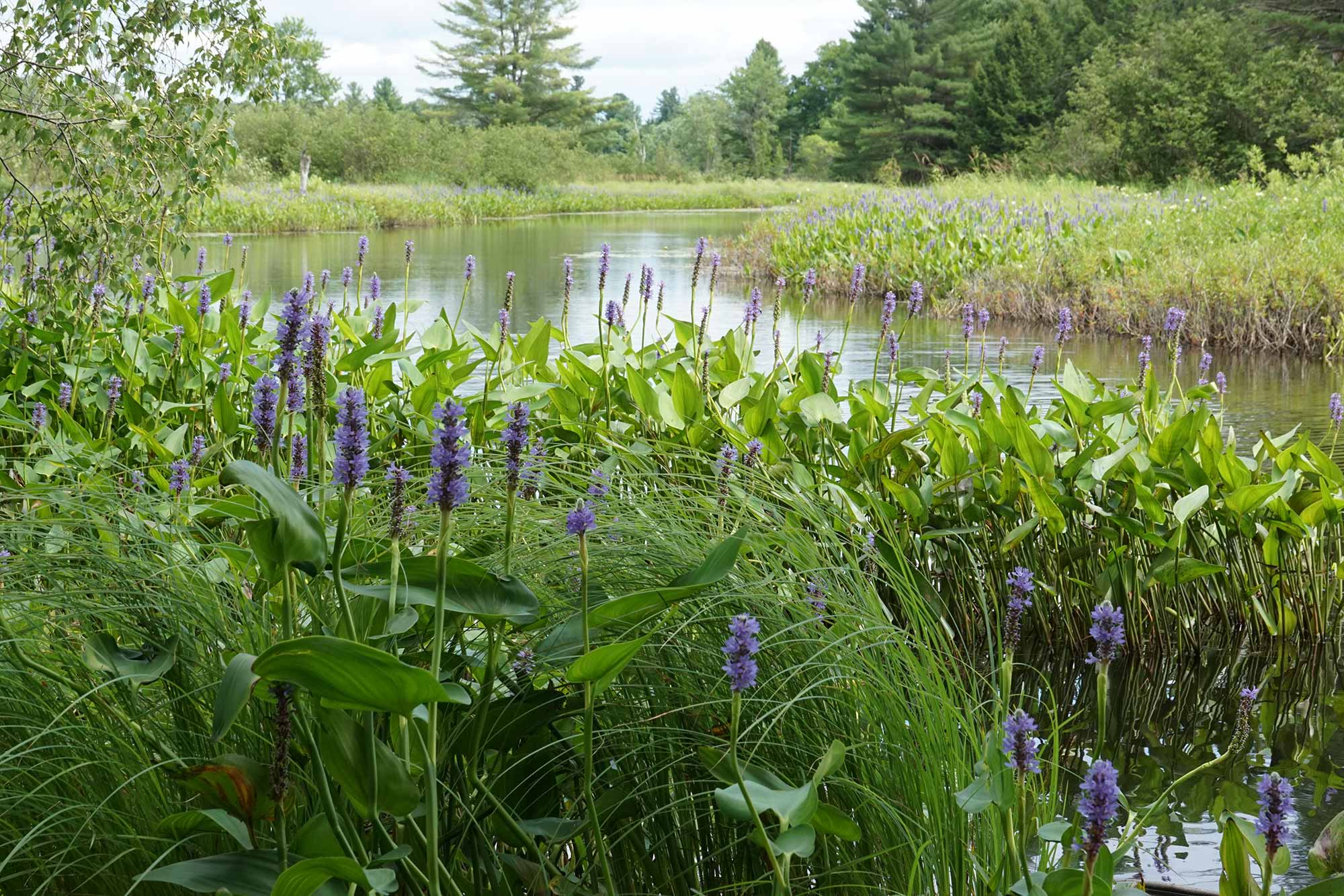 purple flowers in the foreground