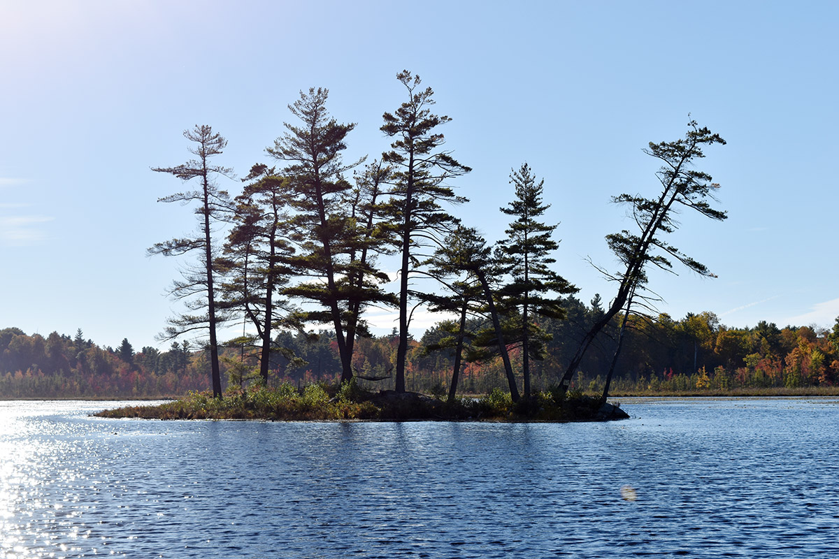 small island with ten small pine trees