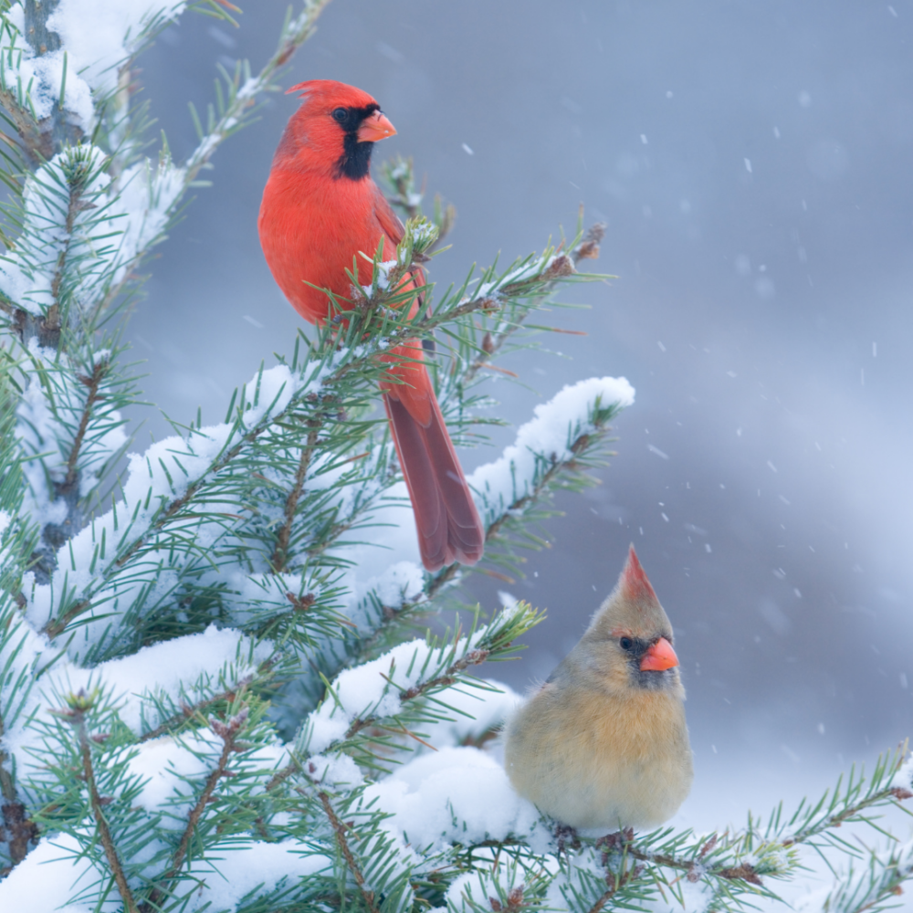 Cardinals in a tree