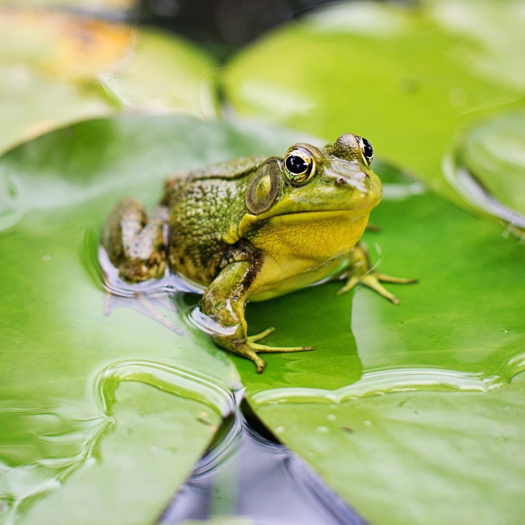 Green frog on Lilly pad in water.