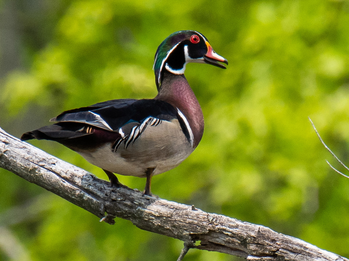 woodduck