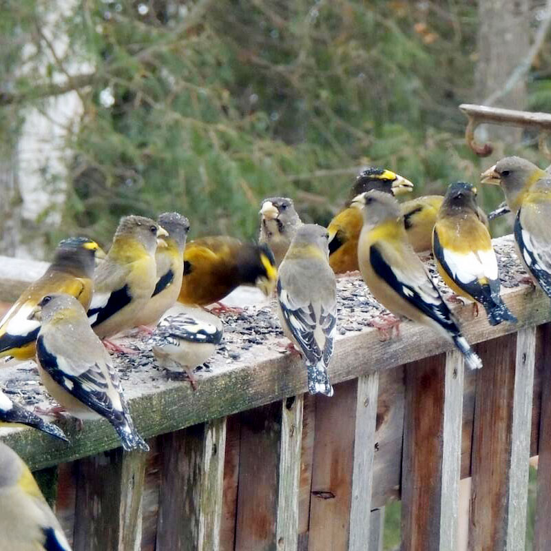 birds lined up on the deck