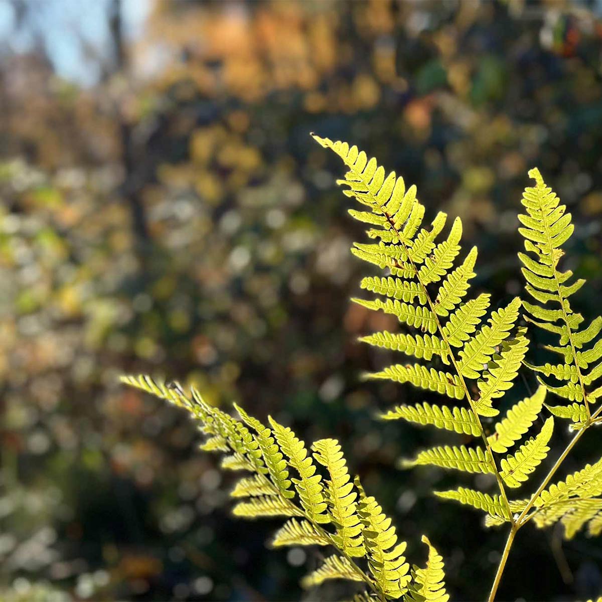 sunlight glowing through leaf