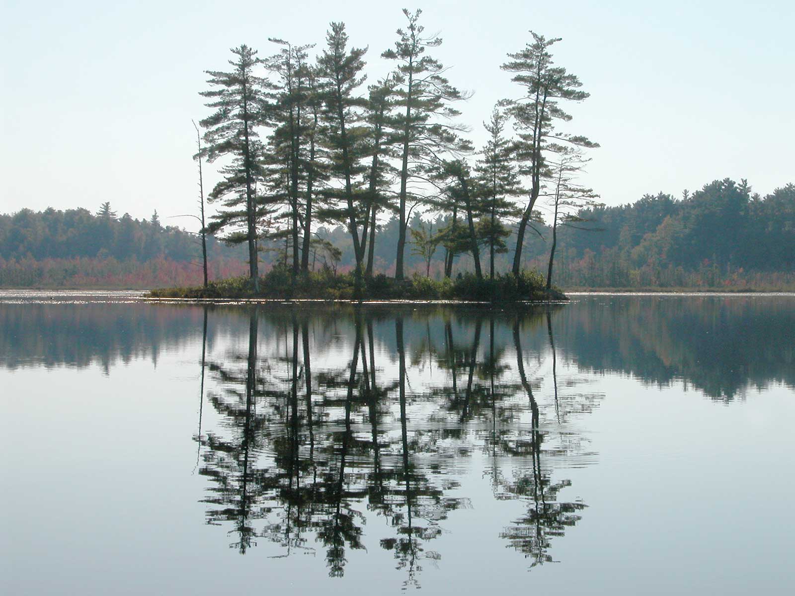 Grand Lake Trees Silhouette