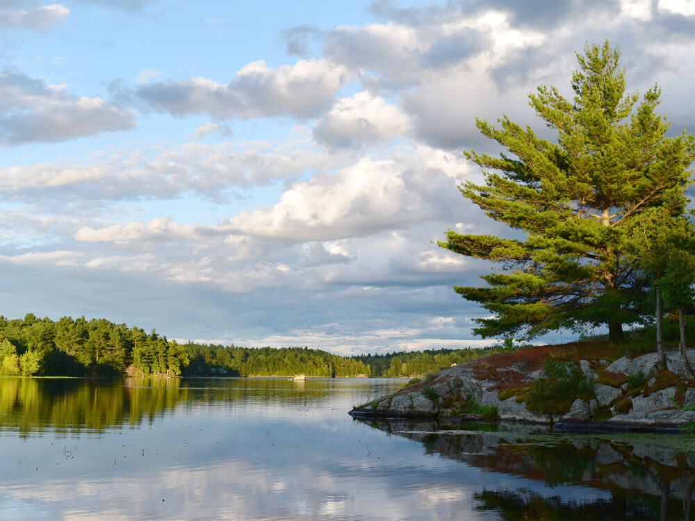 bright summer day with pine trees on small island