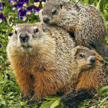 Groundhog family