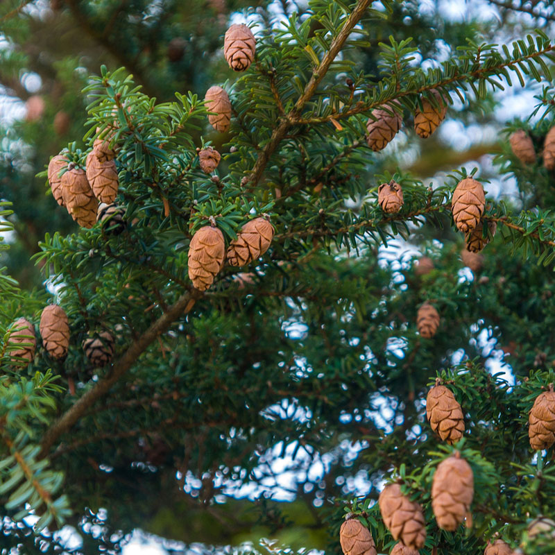 branch and cones up close