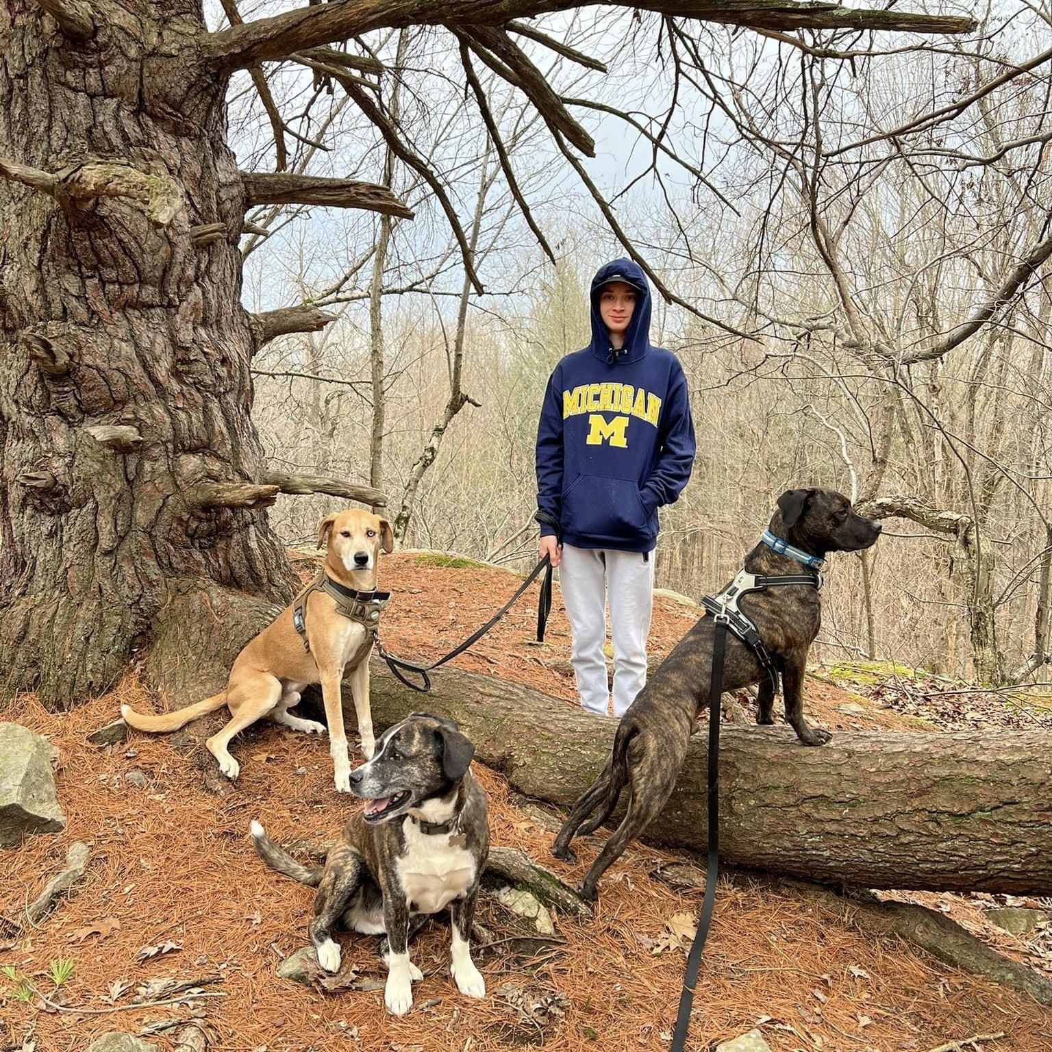 Three dogs in the woods with a hiker