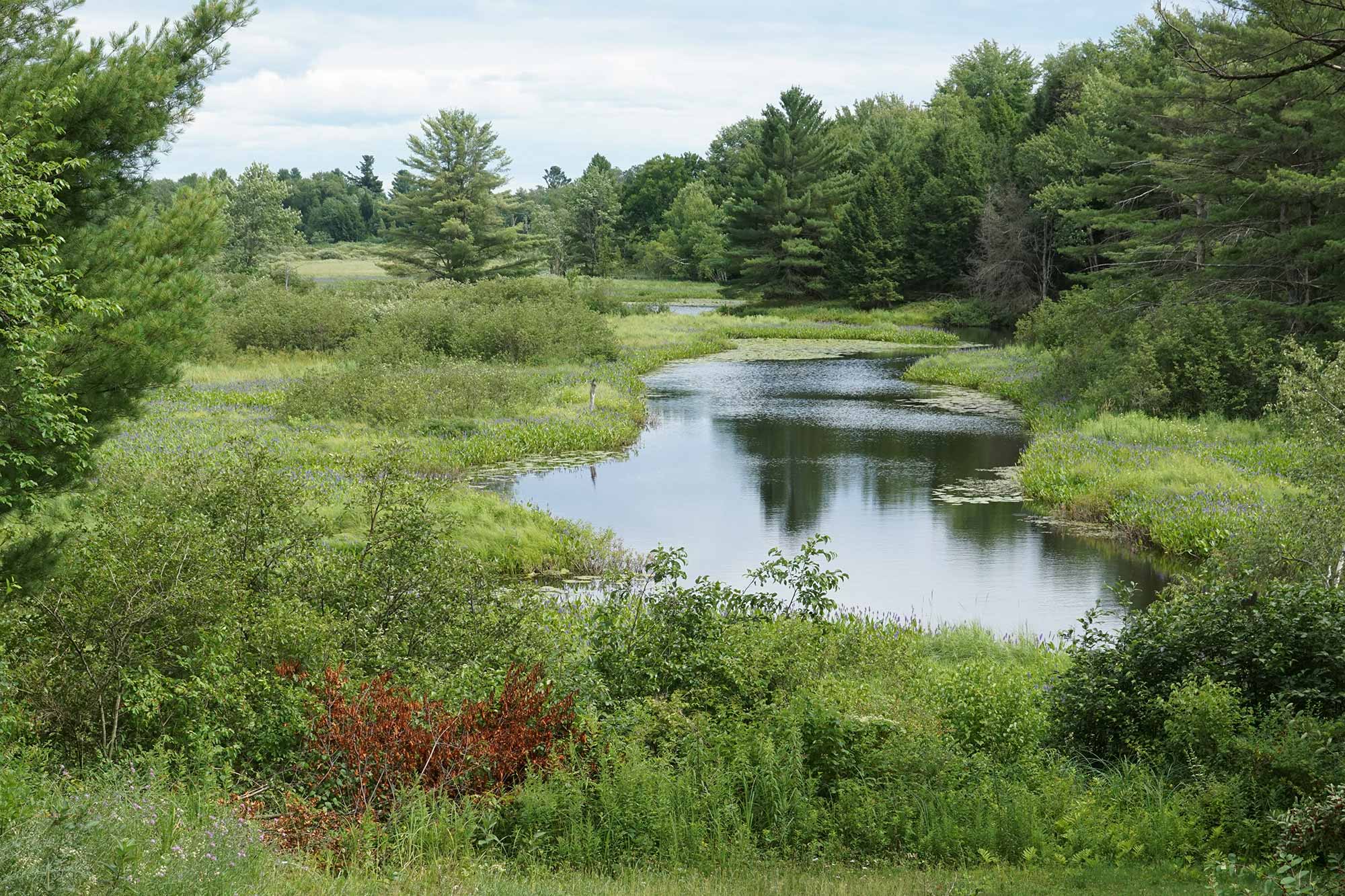 wetland area