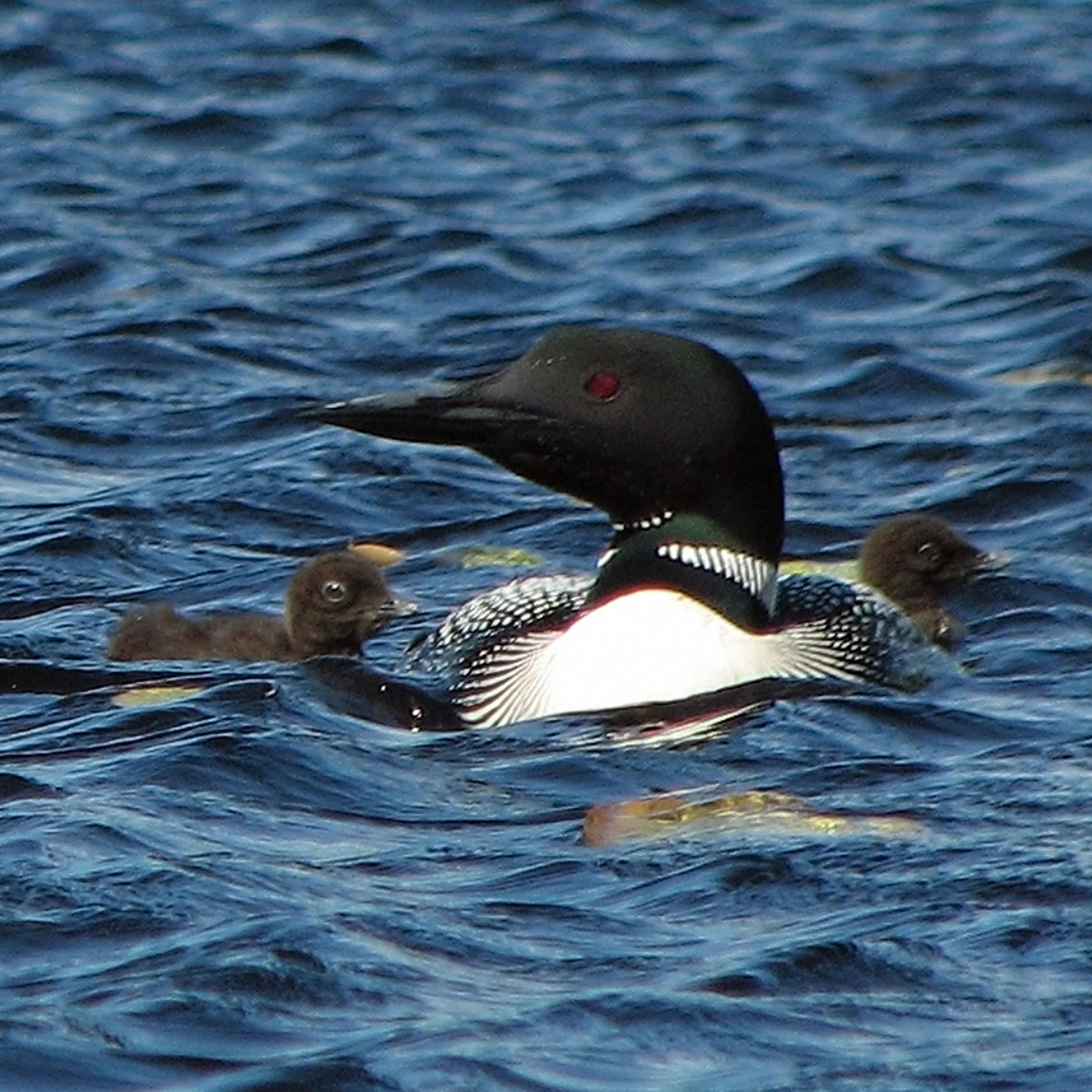 Loon with baby loon on the lake