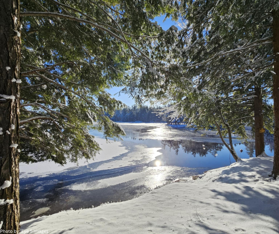 winter lake view through trees