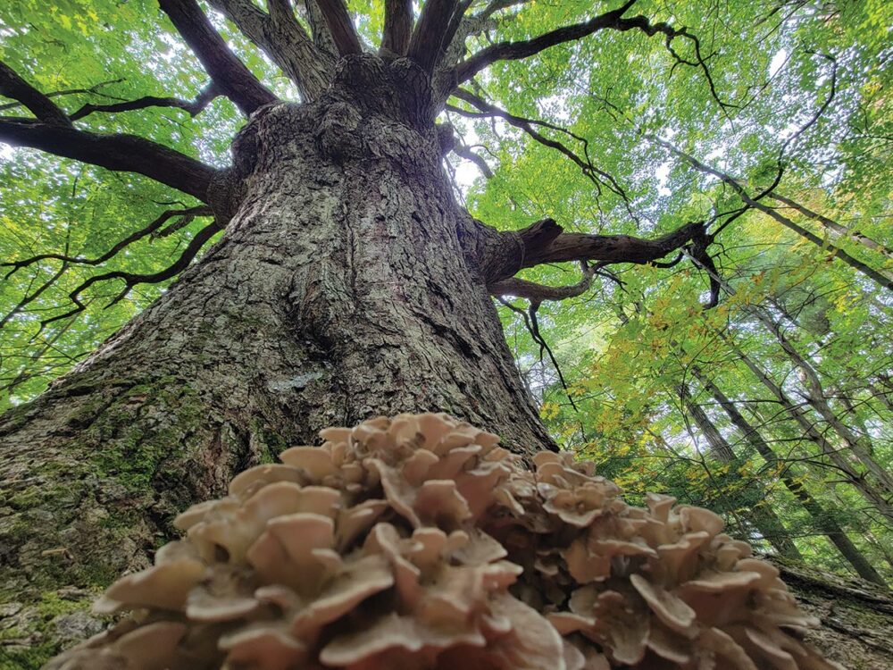 Mushrooms beneath tree
