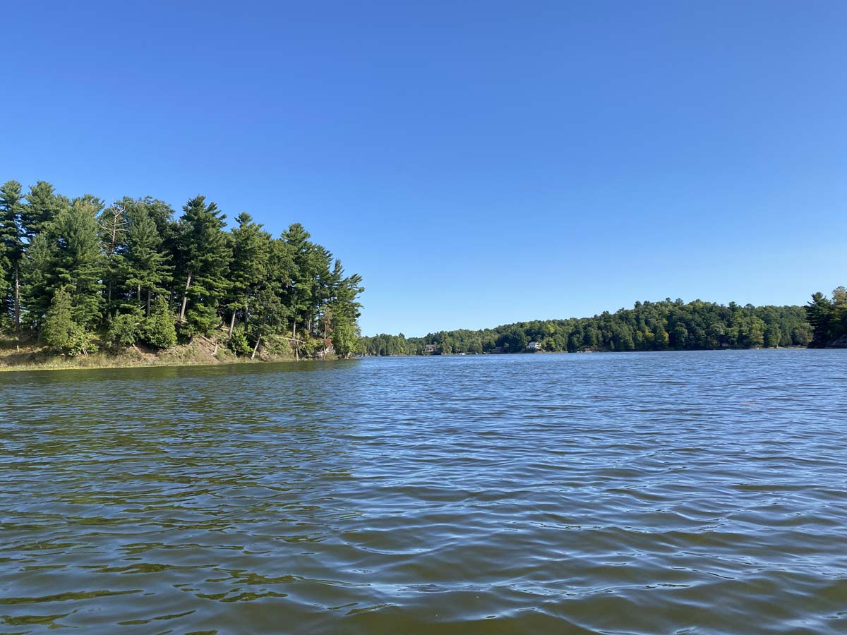 pine trees along shoreline