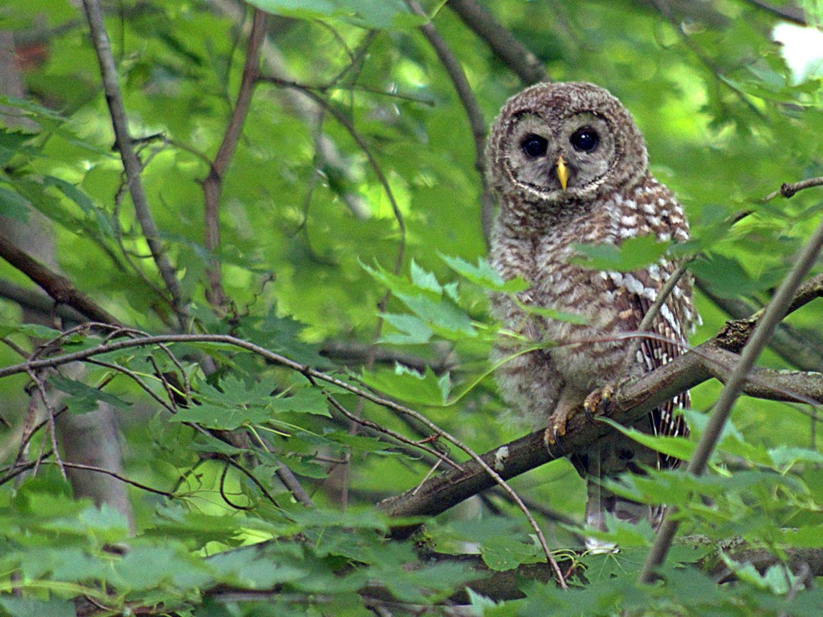 Owl In Trees Steven Mix