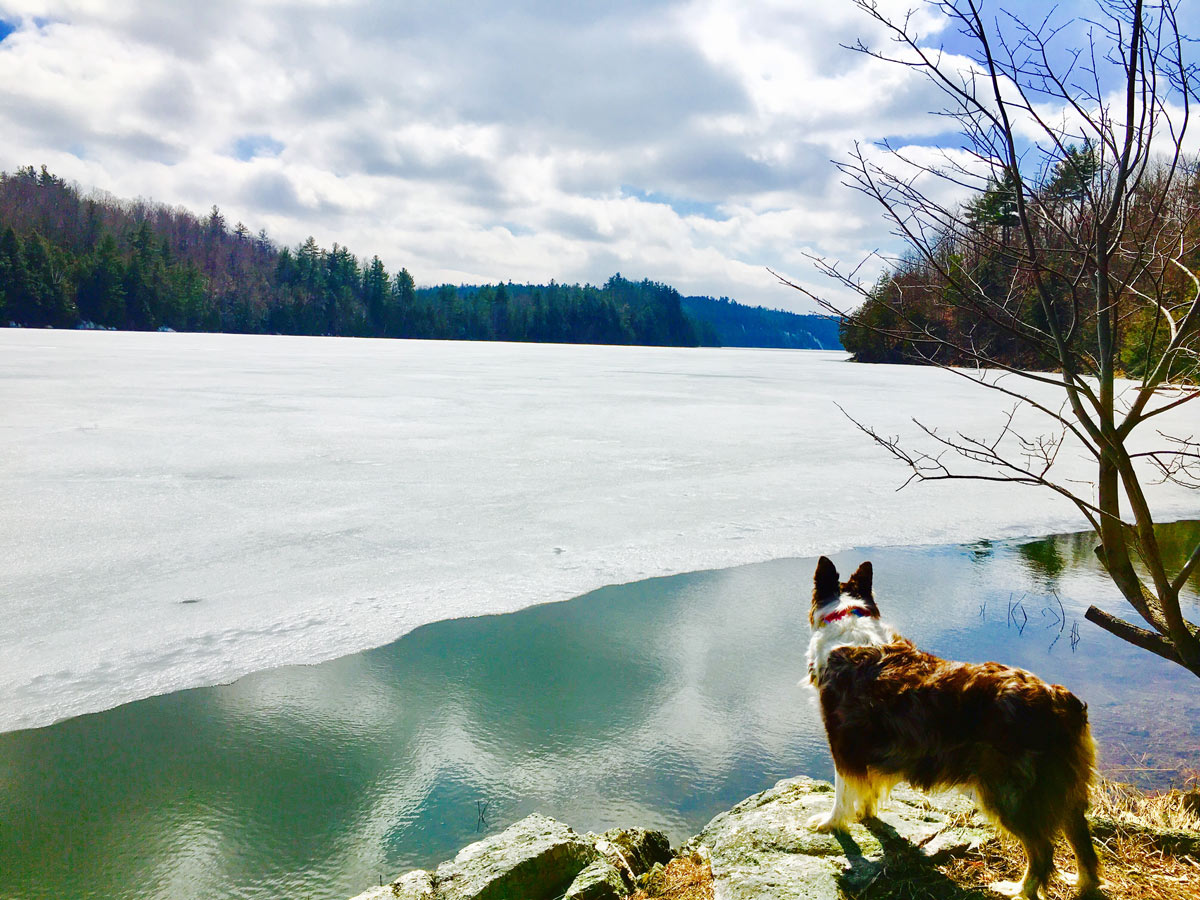 Winter Dog Looking Across Lake