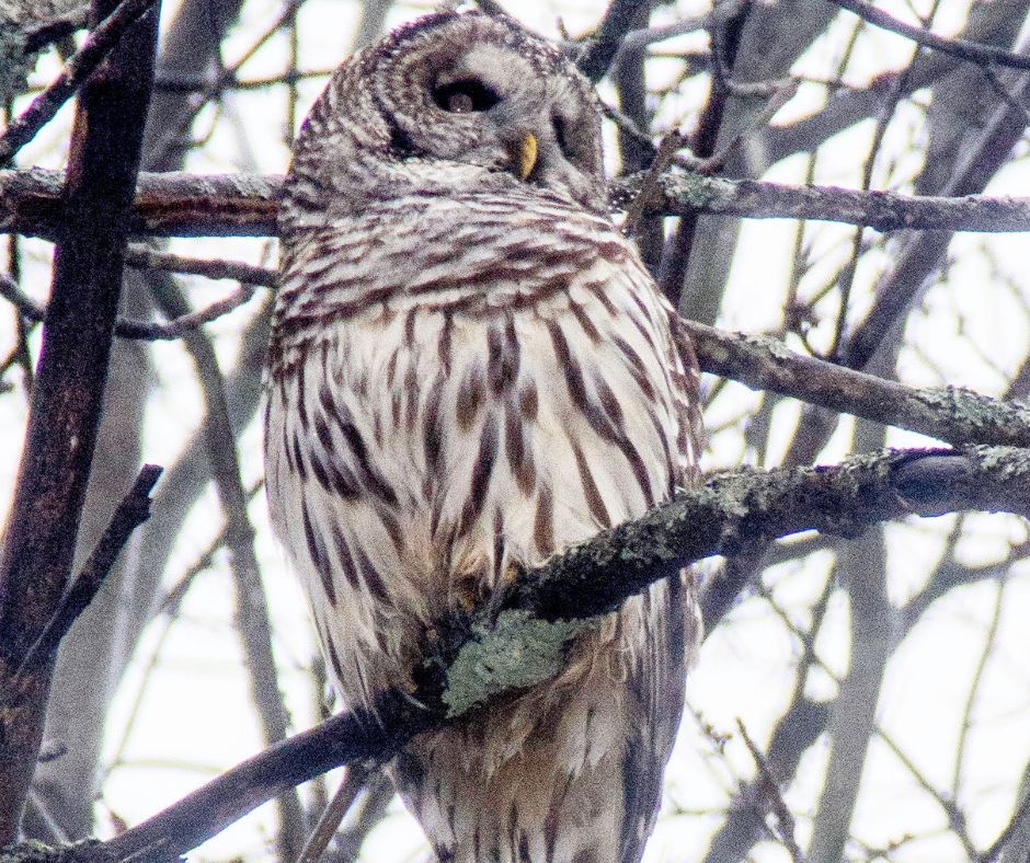 Owl in tree during winter