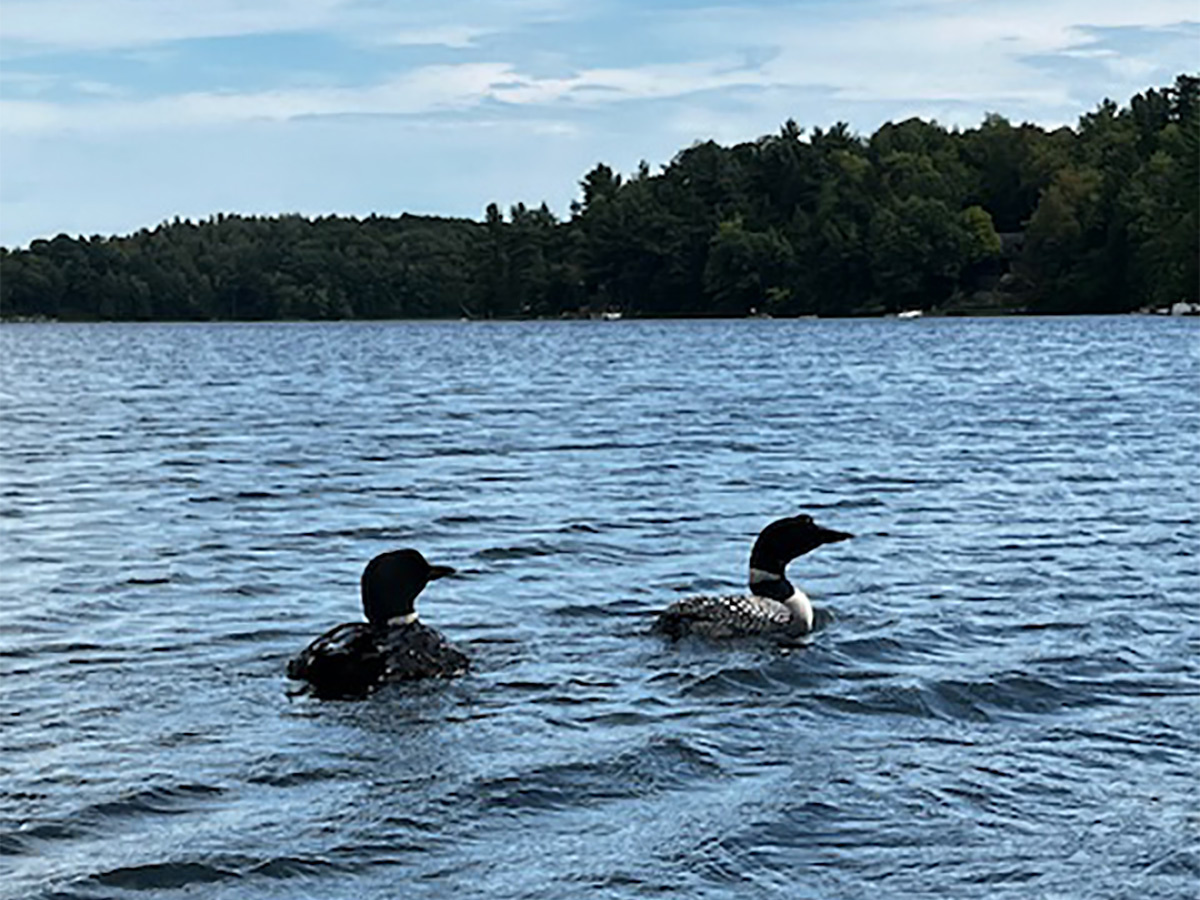 Two Loons