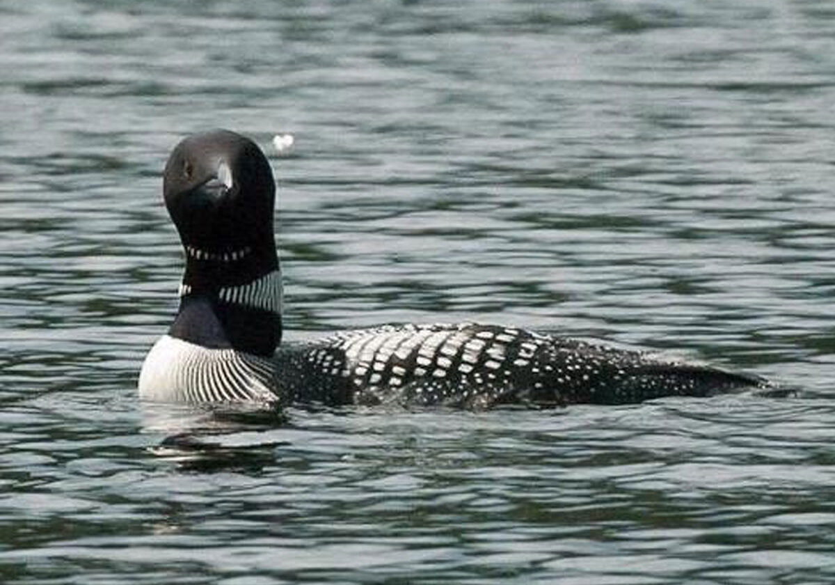 Loon on the water