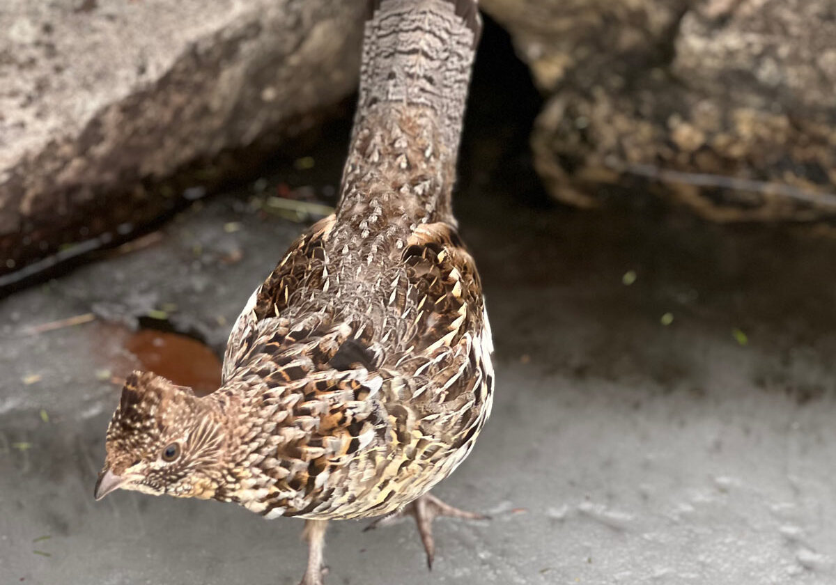 Ruffed Grouse on the Lake Ice