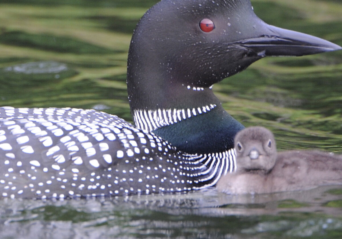 Adult and Chick