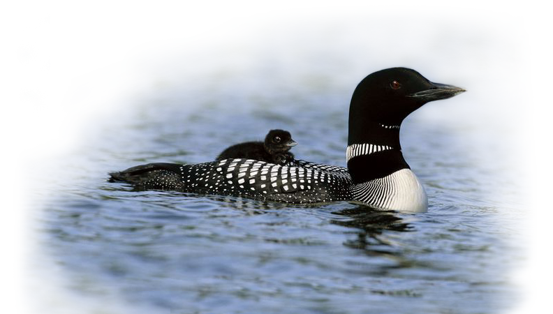 warm sunny day for loon family