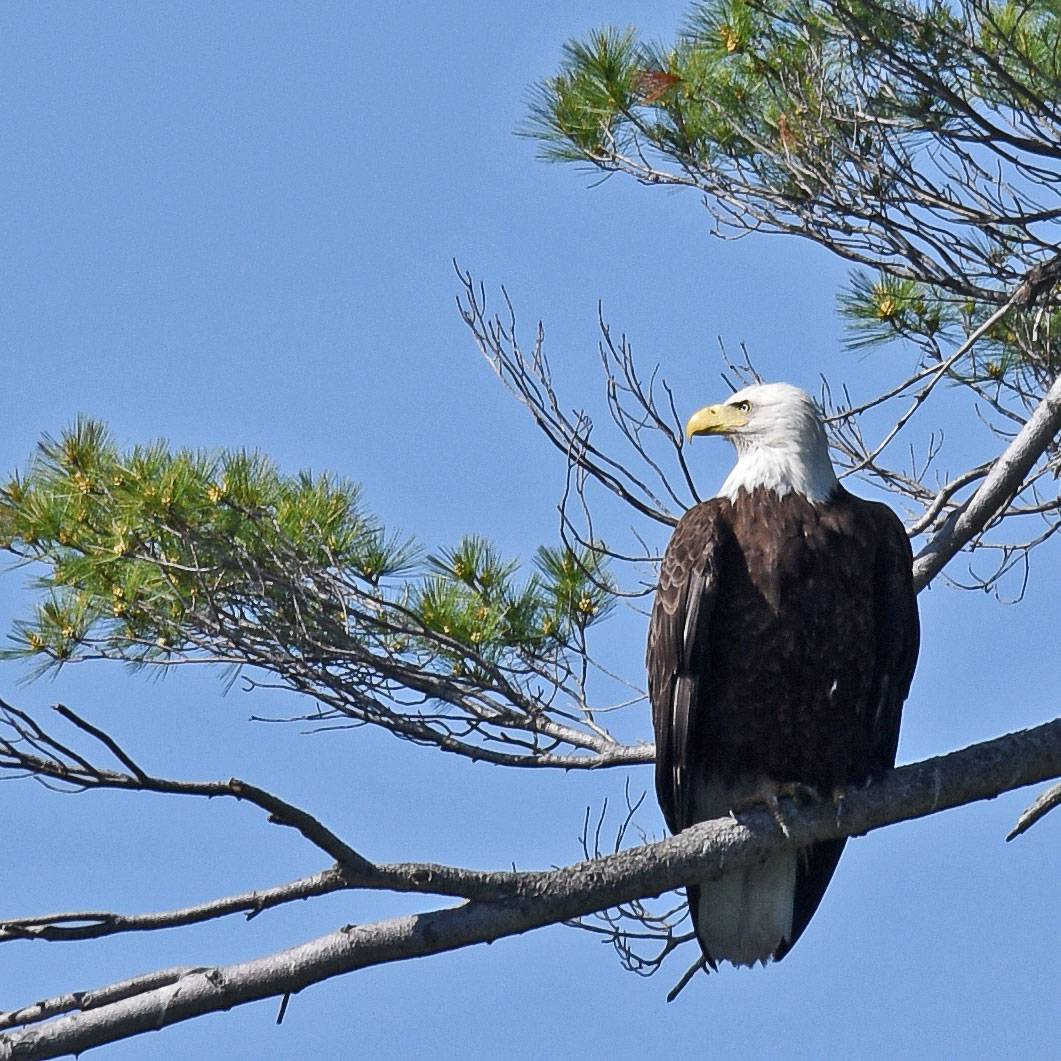 eagle perched in tree