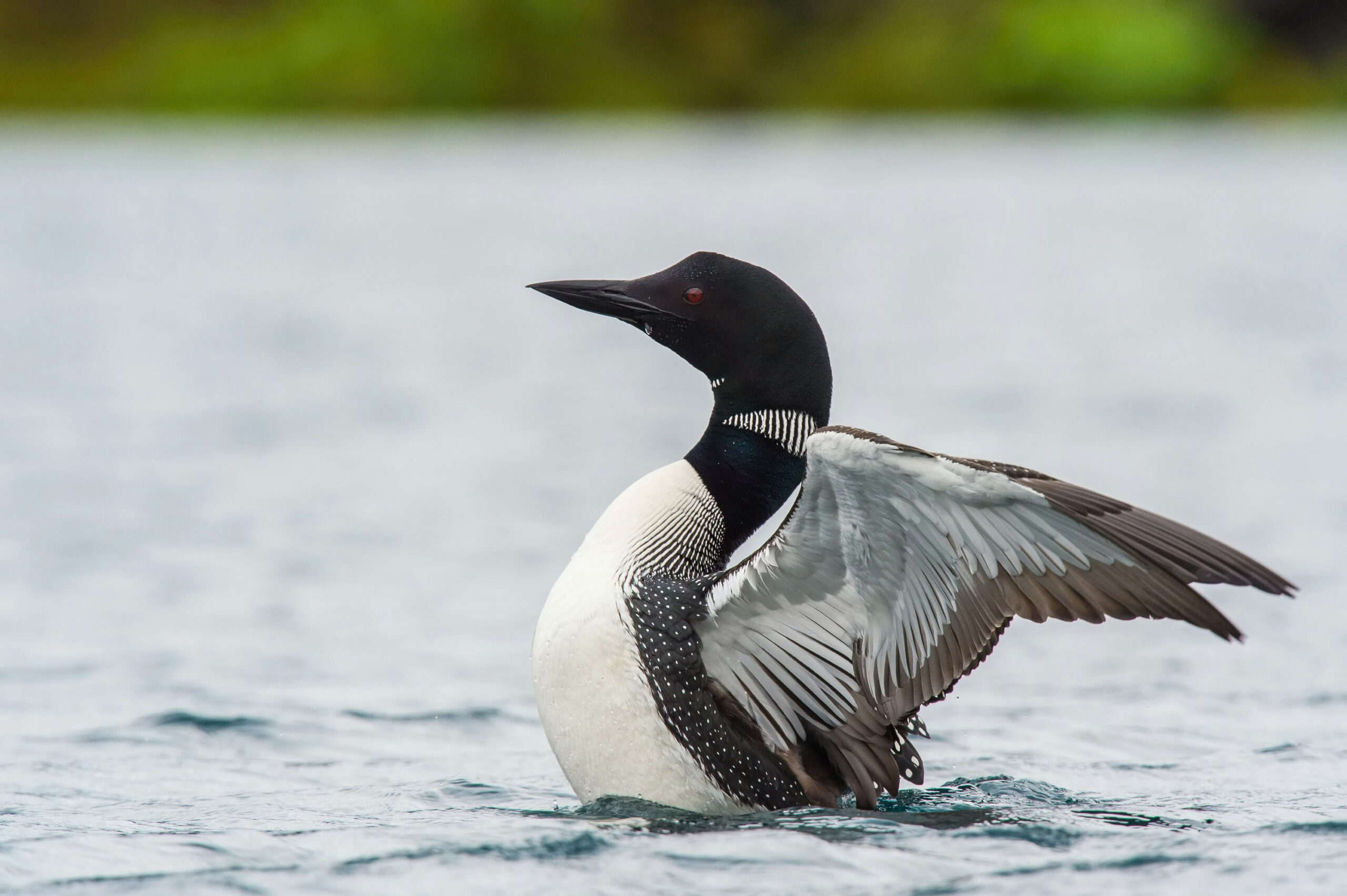 single loon on a lake flapping its wings