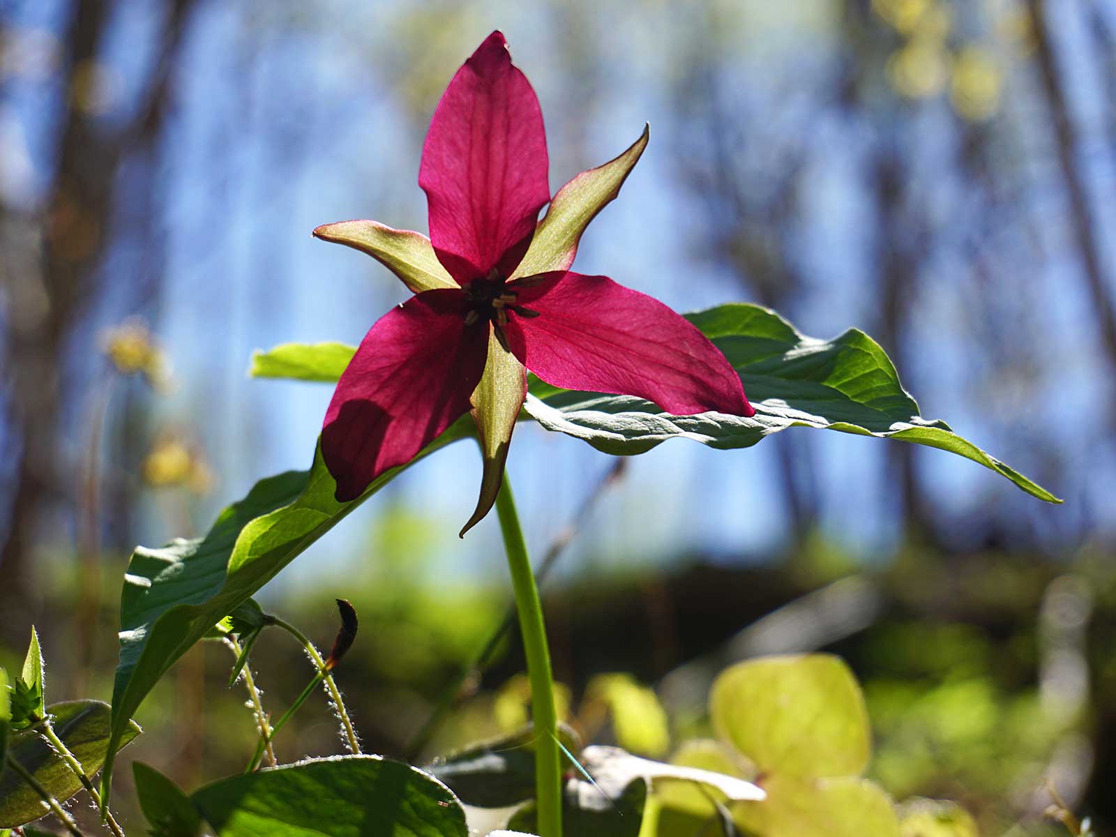 tiny flower in the woods