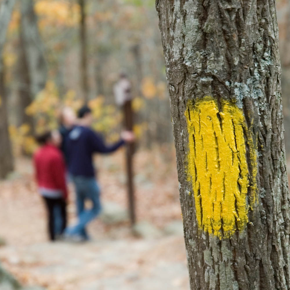 Tree with marked paint