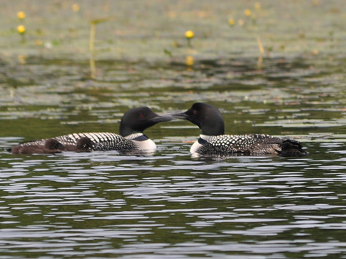 Two Common Loons Approaching Each Other